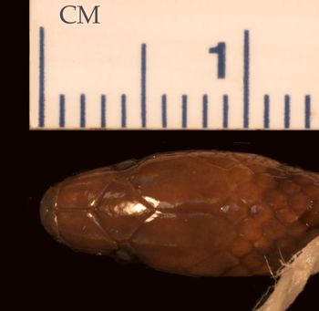 Media type: image;   Herpetology R-19326